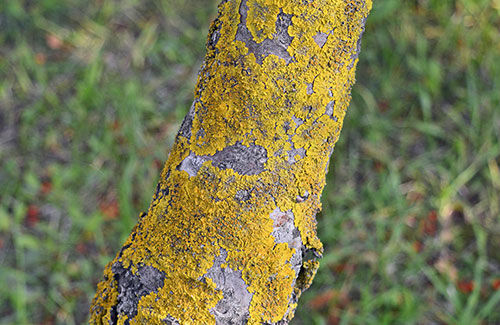 tree trunk over grass with excessive lichen and mold